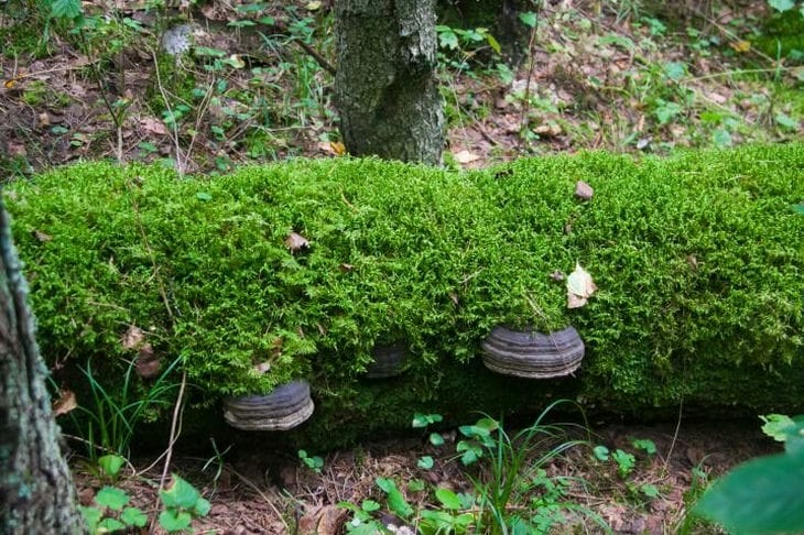 Pourquoi les estivants expérimentés ramassent-ils de la mousse dans la forêt : un assistant utile pour tout jardinier, et surtout - gratuit Lune