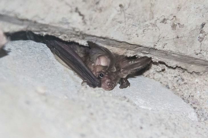 Stop Panic: What to Do If a Bat Flies into Your House Bat