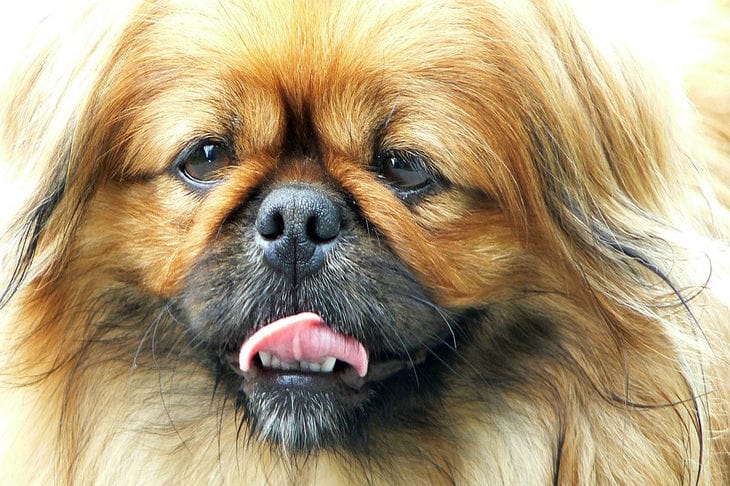 Passt in eine Handtasche: die kleinsten Hunde mit einem Gewicht von nicht mehr als 5 Kilogramm Pekinese