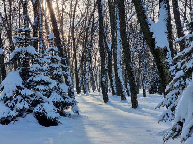 What the weather is like on November 30th – that’s what the winter will be like: what else do the signs say the forest