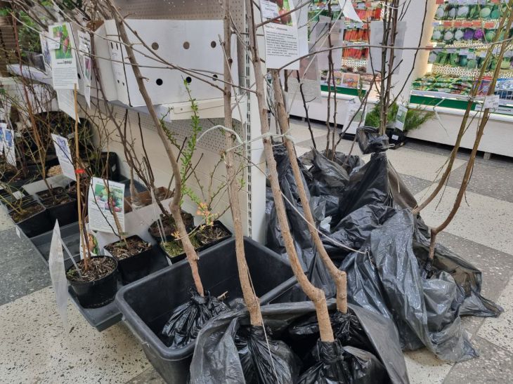 How to Insulate Young Seedlings for the Winter: The Best Ways to Preserve Plants seedlings