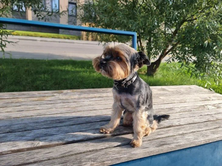 How to arrange a place for a dog in a small apartment: there are several convenient options Dog