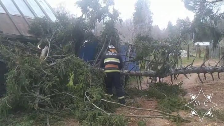 Fallen trees, damaged cars: the Belarusian Emergencies Ministry reported on the consequences of strong winds on November 1 and 2 rescuer