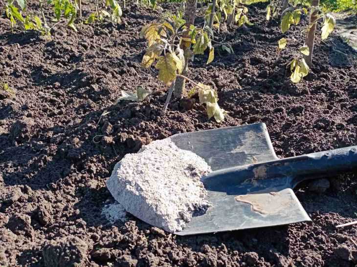 Scatter this over your garden beds in November: next year you'll have a sea of potatoes, cucumbers and tomatoes garden