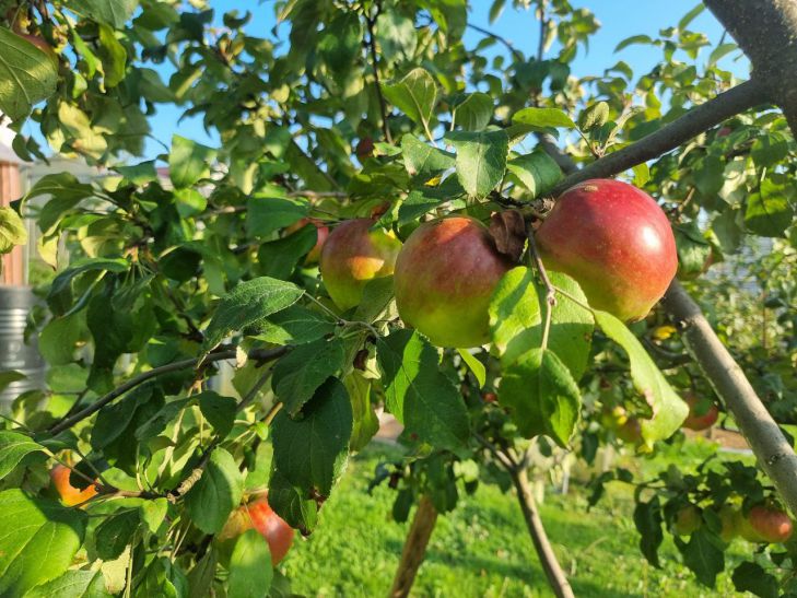 So bleiben Sie nicht ohne Apfelernte da: Pflanzen Sie diese 3 Pflanzen nicht neben den Apfelbaum Apfel