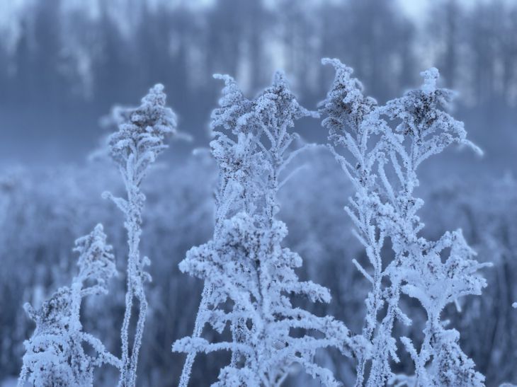 What will the weather be like in Belarus in winter: what will surprise you in the forecast frost
