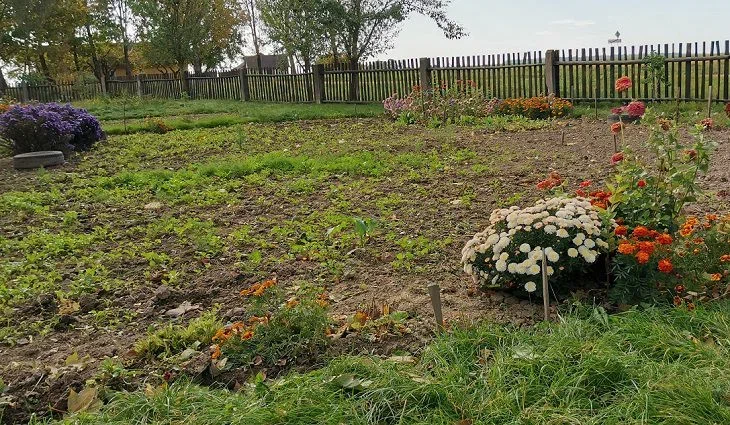 Cómo plantar clemátide correctamente: cuidado sin problemas Flores Dacha
