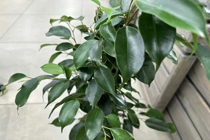 Why does the ficus benjamina go bald: the main reasons and proven tips Ficus