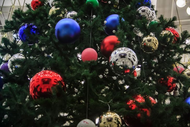 How to choose the right Christmas tree: this is what a real living tree should look like Christmas tree