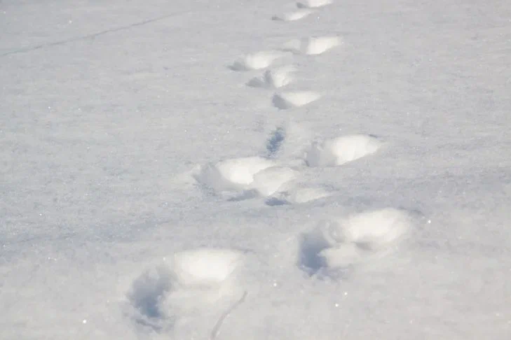 Les estivants citent des engrais qui peuvent être appliqués directement dans la neige : une double récolte est garantie Empreintes de neige