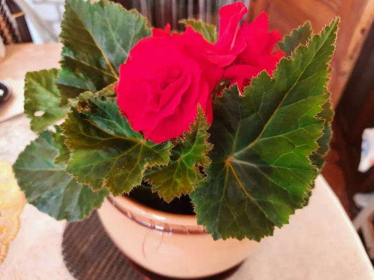 4 Watering Mistakes That Kill Houseplants: Anyone Can Make Them Flower