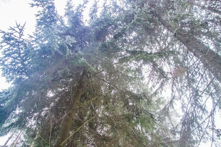 What holiday is today: December 19, 2024 Trees