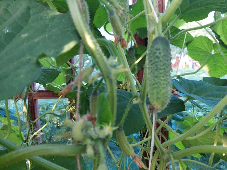 Is it possible to plant cucumbers after cucumbers: every gardener should know about this cucumbers