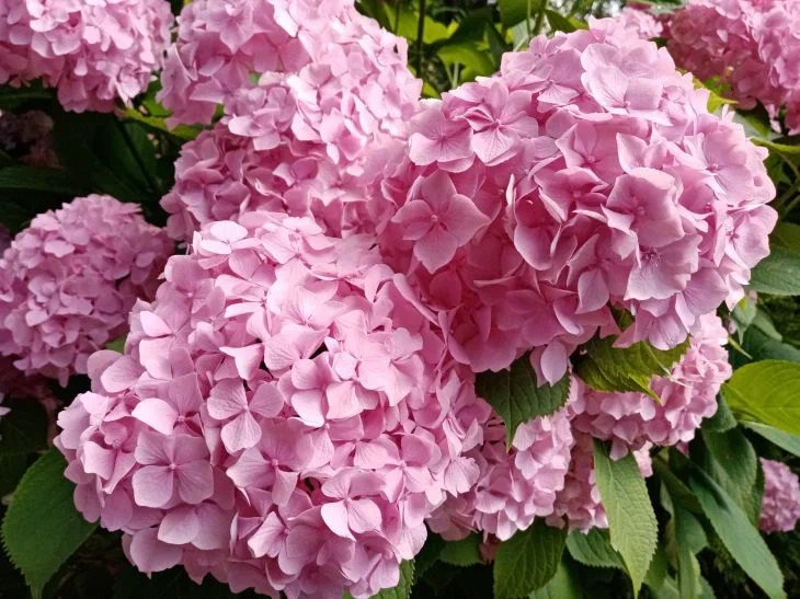 How to Dye Hydrangea Pink or Blue: Here's What You Need to Add to the Soil Hydrangea