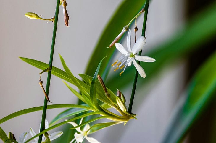 Top 3 Plants That Help Get Rid of Mold in the Bathroom: Remember Their Names Chlorophytum