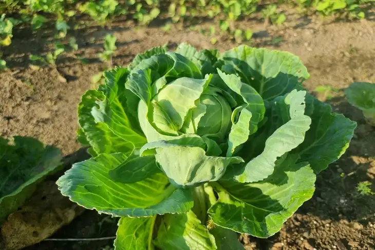 Was umsichtige Sommerbewohner tun, um das Auftreten von weißen Schmetterlingen in Kohlbeeten zu verhindern: einfache Maßnahmen Kohl