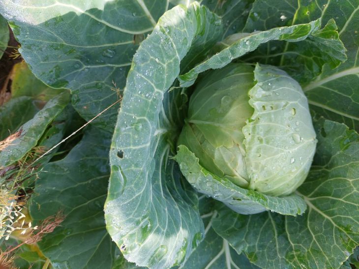 What White Cabbage to Plant in 2025: 5 Best Varieties cabbage
