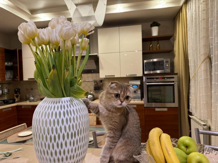 Cat Throwing Things on the Floor: Why Owners Should Ignore Their Pet's Behavior cat
