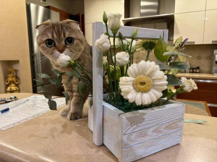 Cat Breeds That Are Very Difficult to Live With: Not the Best Choice for Home Keeping Cat
