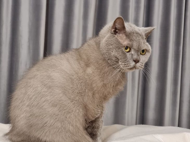Why does a cat demand to open the door, but then does not enter the room: an interesting explanation cat