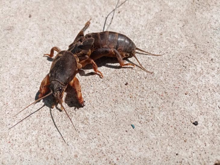How to get rid of mole crickets from your plot: plant any of these 3 plants mole cricket