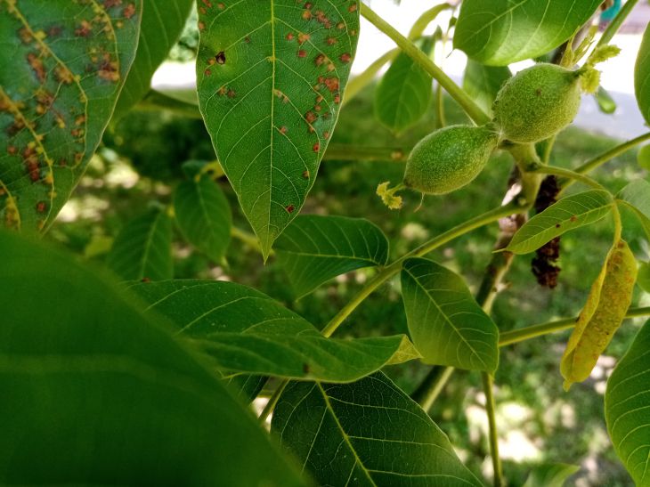 Don't Plant Walnuts in Your Plot: The Reason Is Not in the Omens walnut