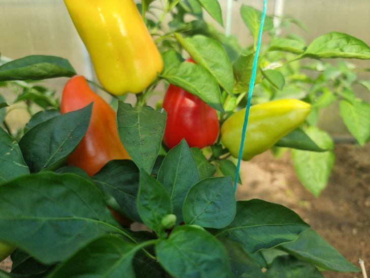 How to use citric acid in the garden: this remedy is needed for peppers, cucumbers, tomatoes and strawberries peppers