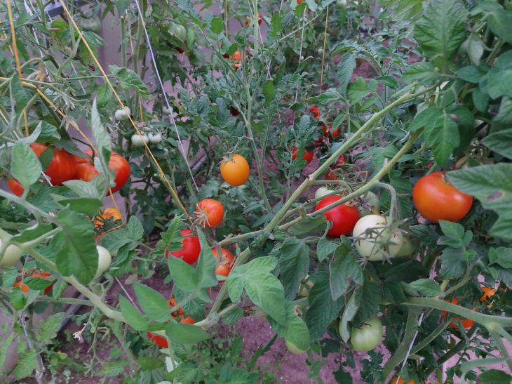 Is it possible to plant tomatoes in one place two years in a row: only knowledgeable gardeners will answer tomatoes