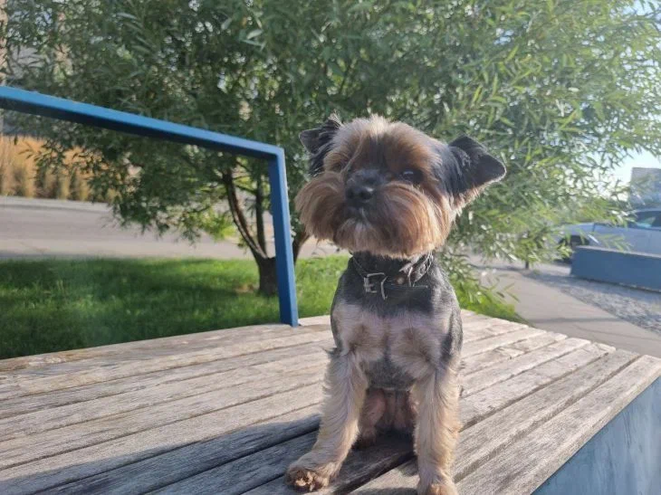 3 Tips for Dog Owners to Avoid an Unplanned Visit to the Vet Dog