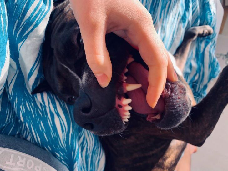 Pourquoi un chien calme est soudainement devenu agressif : une raison possible chien