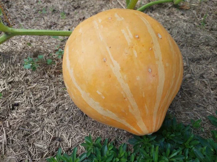 How to Properly Collect Pumpkin Seeds: No More Need to Spend Money on Seeds Pumpkin
