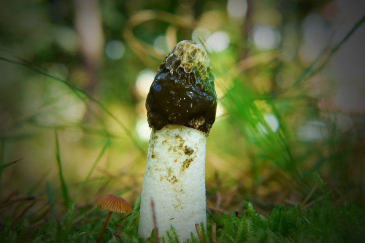 Ce champignon record pousse plus vite que le bambou : dès qu'on ne l'insulte pas Champignon