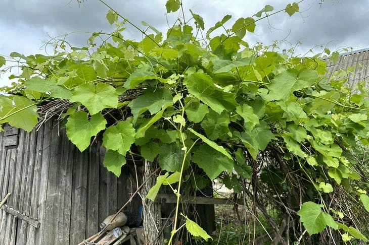 Which method of covering grapes for the winter to choose: rely on the experience of other summer residents Grape