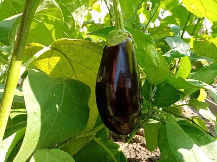 Why eggplants do not bear fruit: the main reasons are named Eggplant