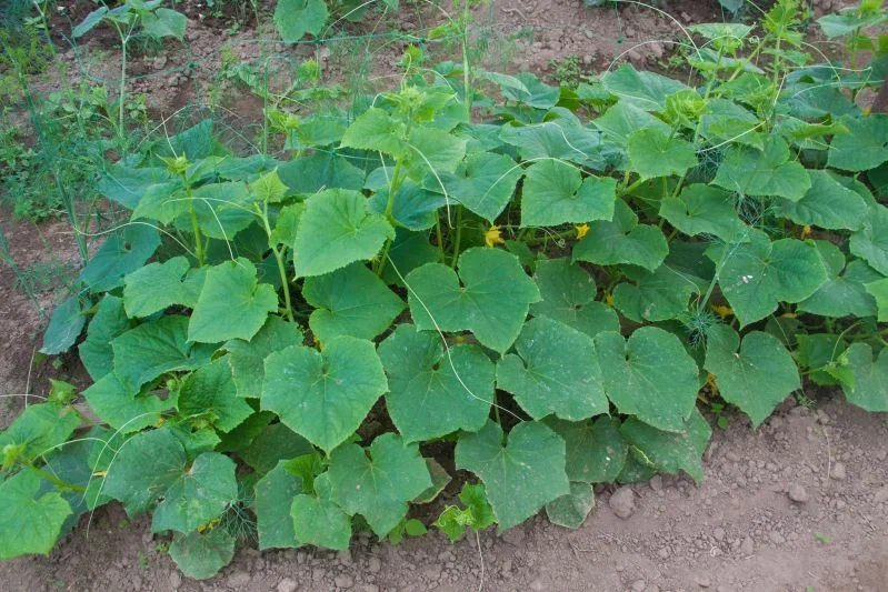 Why you should put peas in the holes when planting cucumbers: summer residents were told a fruitful life hack Bed