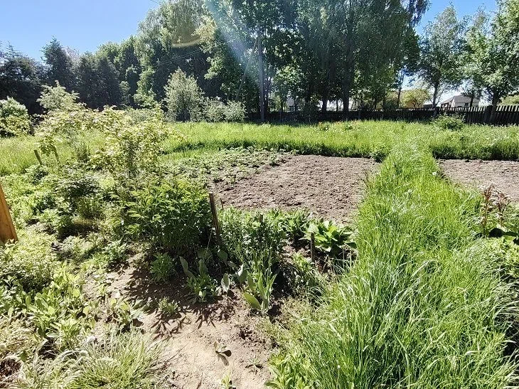 Pourquoi les jardiniers sèment-ils du lin sur leur parcelle : vous l'aimerez certainement Lits