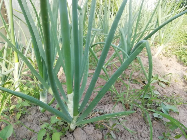 This is how our grandmothers did it. Fertilizers that guarantee gardeners large onions onion