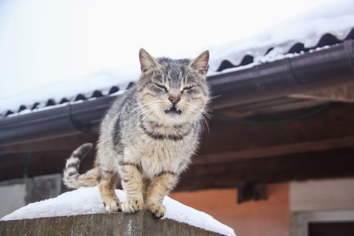 Hay que tener cuidado con ellos. Estos gatos tienen personalidad canina gato