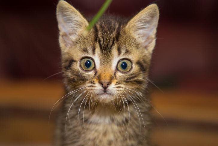 ¿Es cierto que a los gatos no les gusta moverse de un lugar a otro? ¿Es posible reducir el estrés de una mascota? Gato