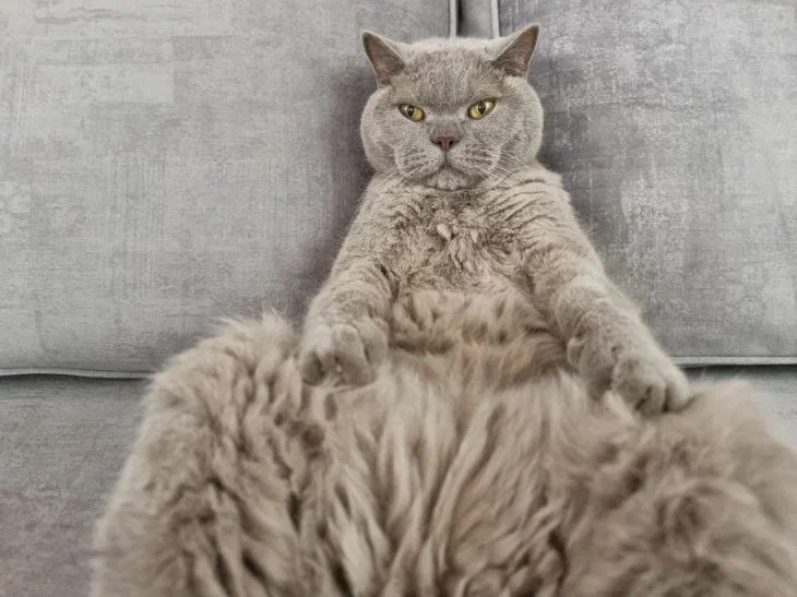 ¿Es cierto que a los gatos les encanta mirar televisión? ¿Vale la pena encenderlo para mascotas? Gato