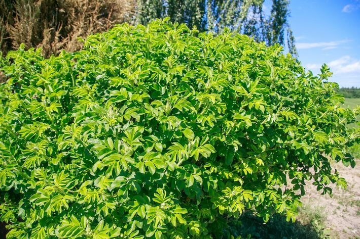 Bush