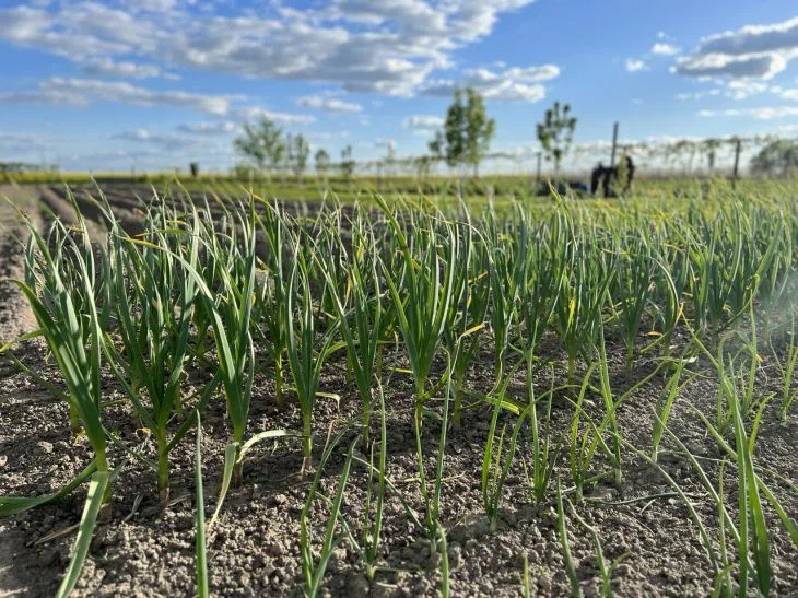 Comment choisir les plants d'oignons à planter au printemps : beaucoup de nuances Lit d'oignons
