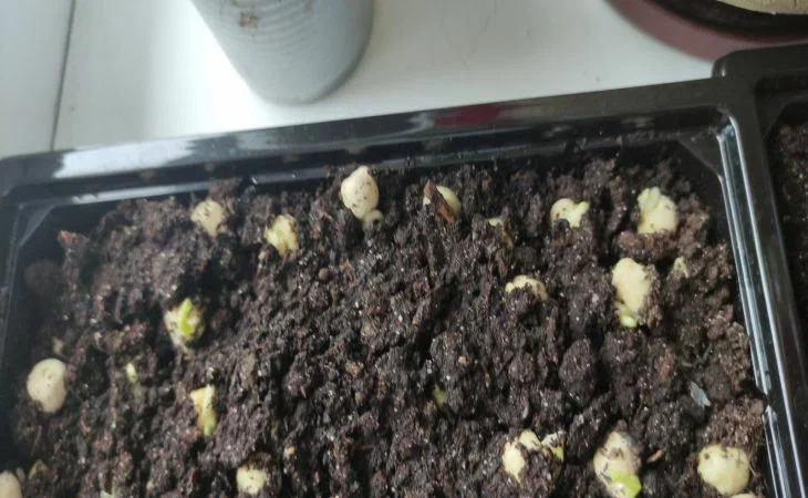 When to sow sweet peppers for seedlings in 2025: we will calculate the exact date Seedling