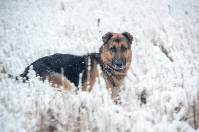Cómo calmar a un perro durante las fiestas de Año Nuevo: consejos de un especialista canino Perro