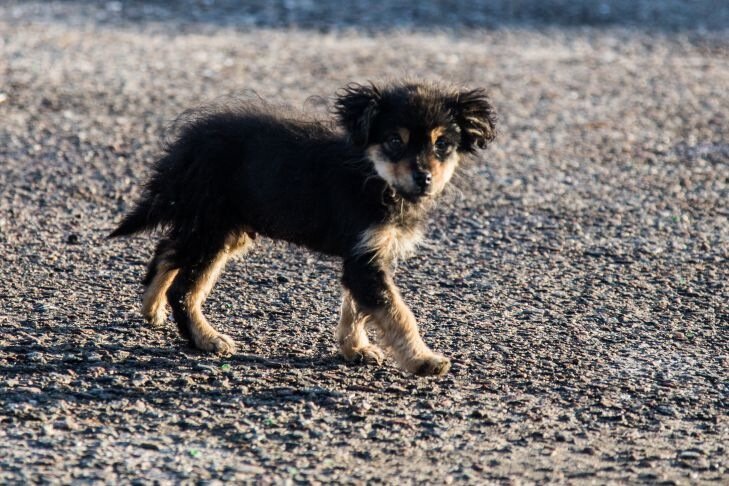 ¿A qué edad se debe empezar a criar un cachorro? No te pierdas el mejor momento Perro