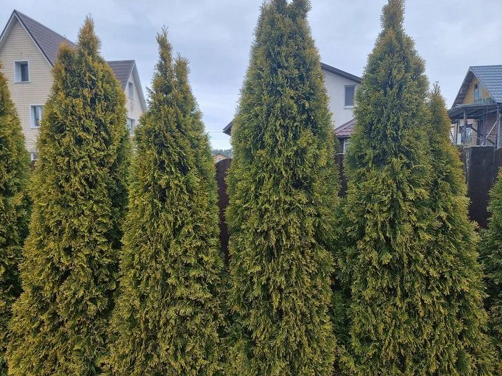 Sommerbewohner pflanzen diese Pflanzen neben der Thuja und beißen sich dann in die Ellbogen: Merken Sie sich die Liste Hochzeit