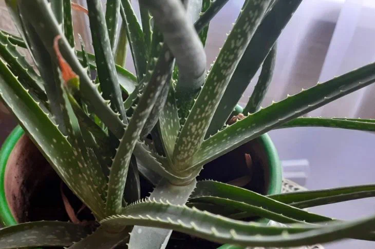 Aloe will turn green and fill with juice: what to water the plant with Aloe