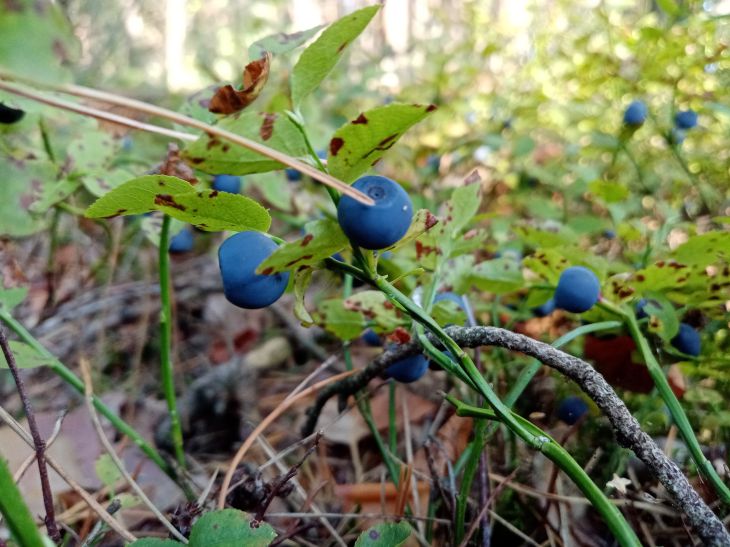 Welche Lebensmittelfarbe eine beruhigende Wirkung hat: Merken Sie sich das für immer Blaubeere