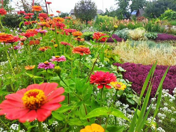 Never Plant These Flowers Together: Remember This Once and For All flowers