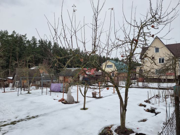 Welche Bäume sollten im Januar beschnitten werden: das Geheimnis einer doppelten Ernte Landhaus